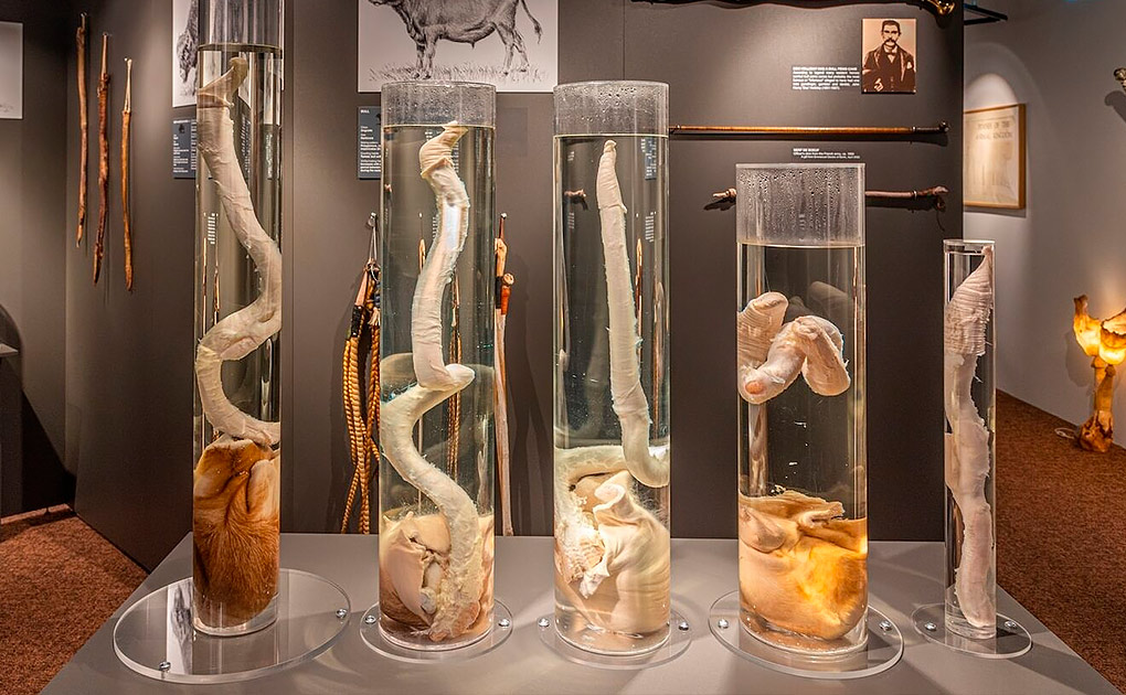 The Icelandic Phallological Museum