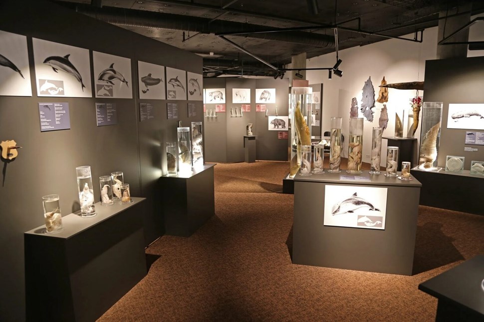 Illuminated displays of phallic specimens in museum.