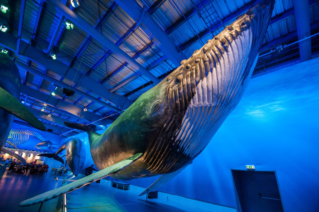 A whale in the exhibition of Whales of Iceland Museum