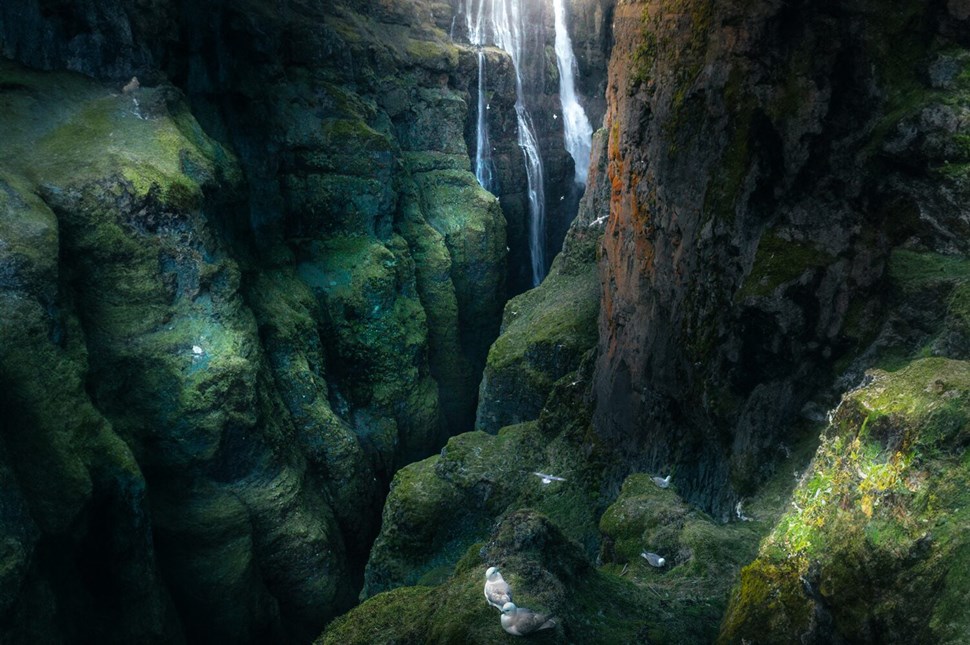 Seabirds fly around moss-covered cliffs of Glymur Waterfall cascading in the background.