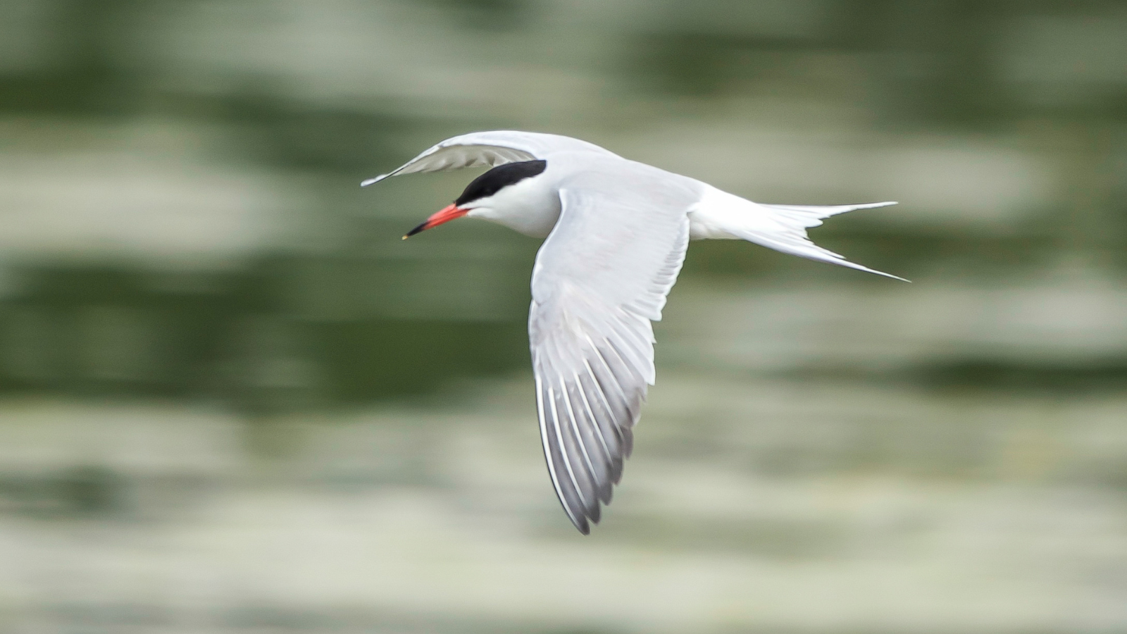 An arctic tern in flight.