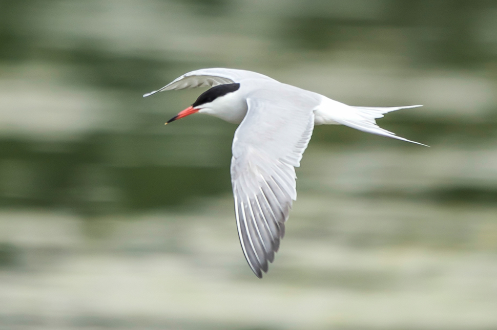 An arctic tern in flight.