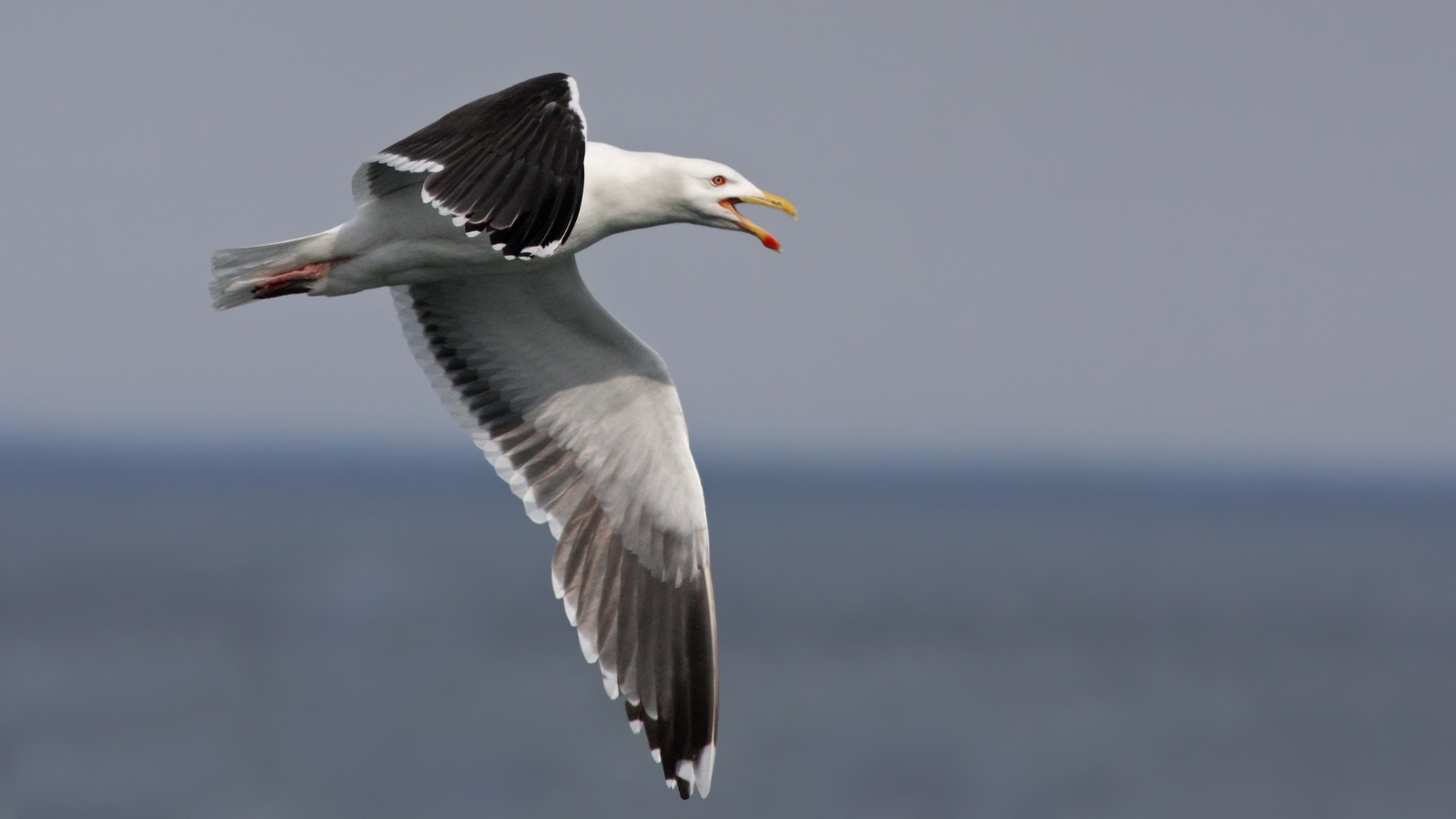 A great black-backed gull in flight.