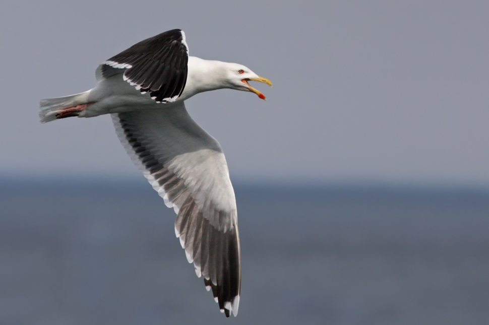 A great black-backed gull in flight.