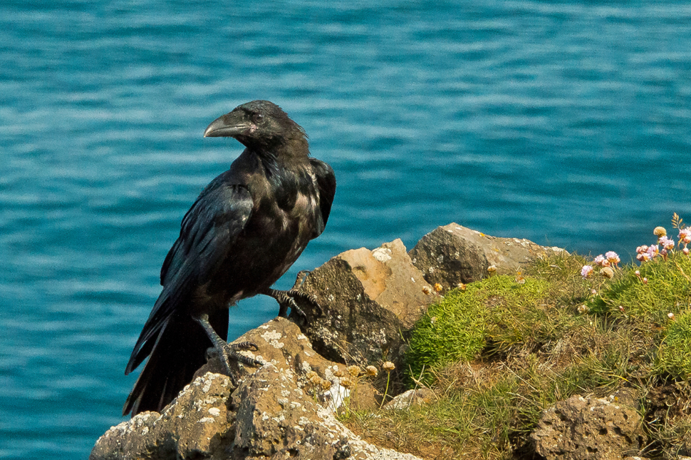 A raven sitting on a cliff near the sea in Northern Iceland
