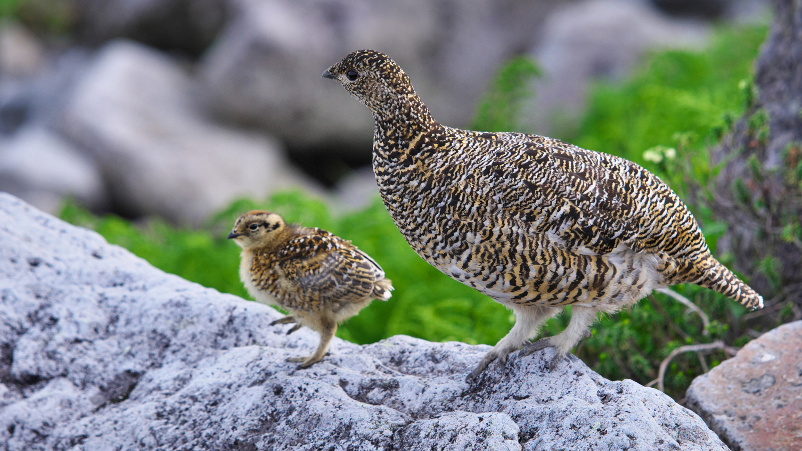 A rock ptarmigan parent and its young.