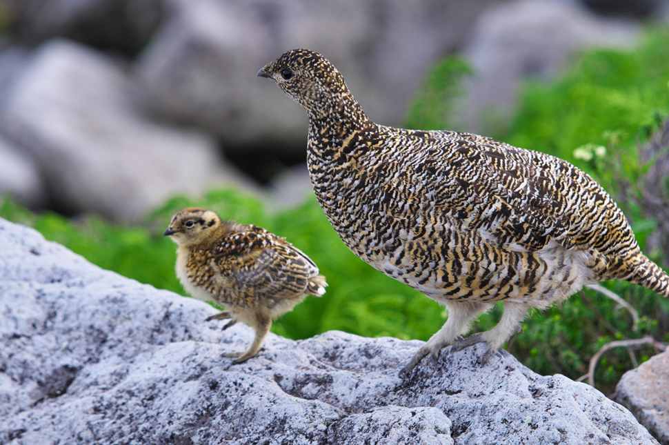 A rock ptarmigan parent and its young.
