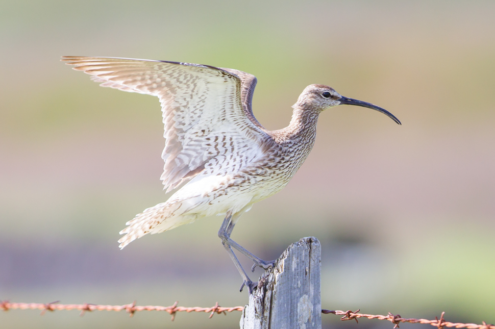 A whimbrel standing on a wooden pole.