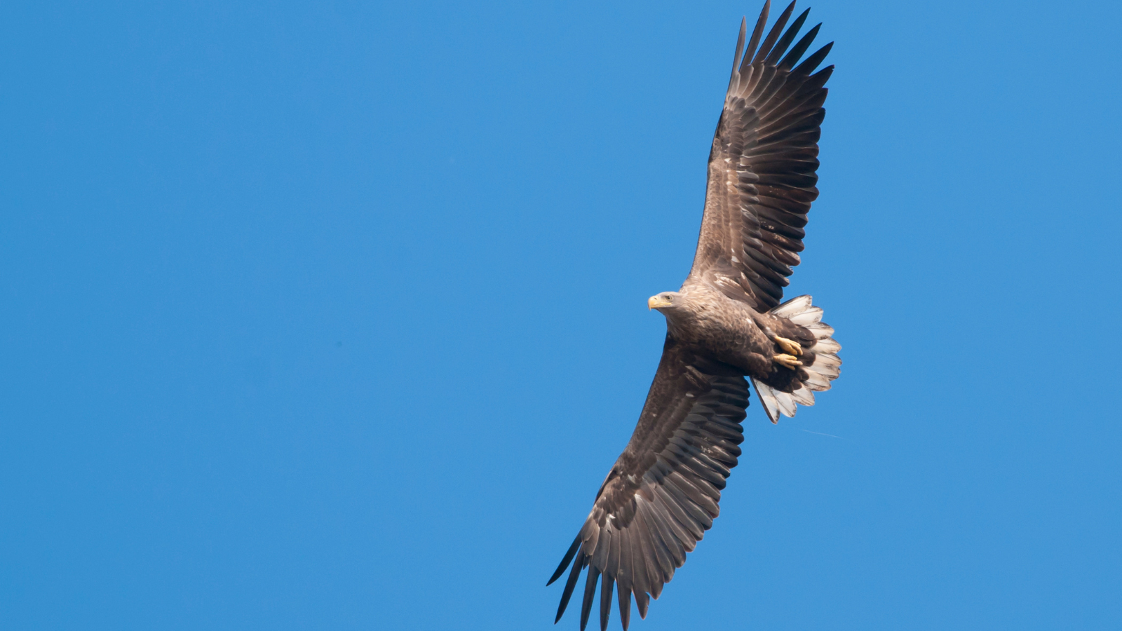 A white-tailed eagle in flight.