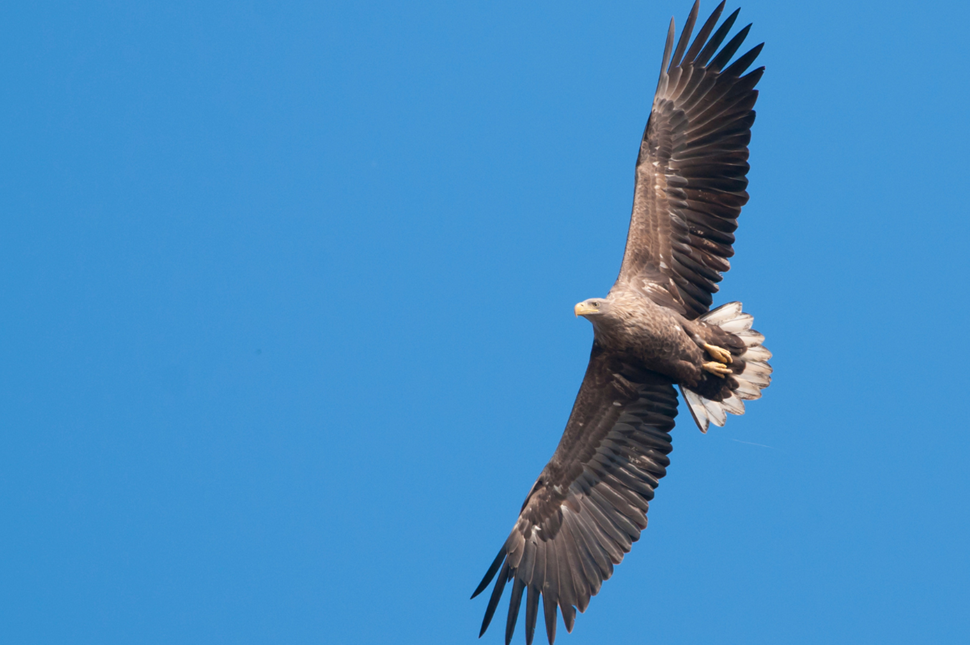 A white-tailed eagle in flight.