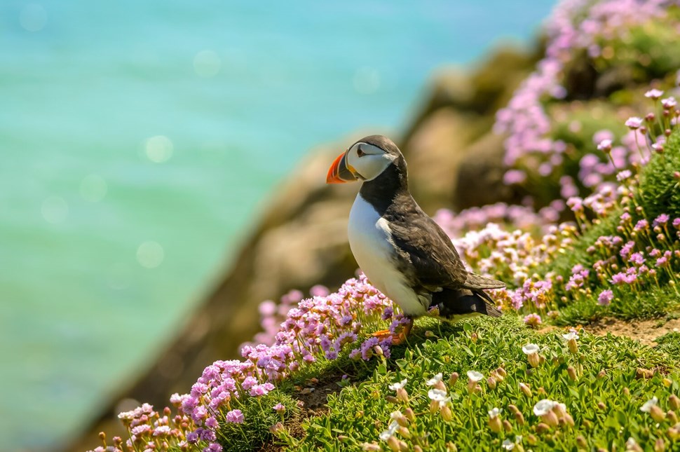 Atlantic puffin in Iceland in Spring on a cliff