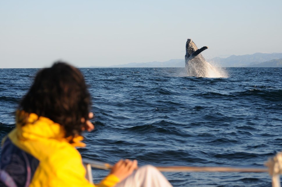 Tourist watching from the boat breaching humpback whale
