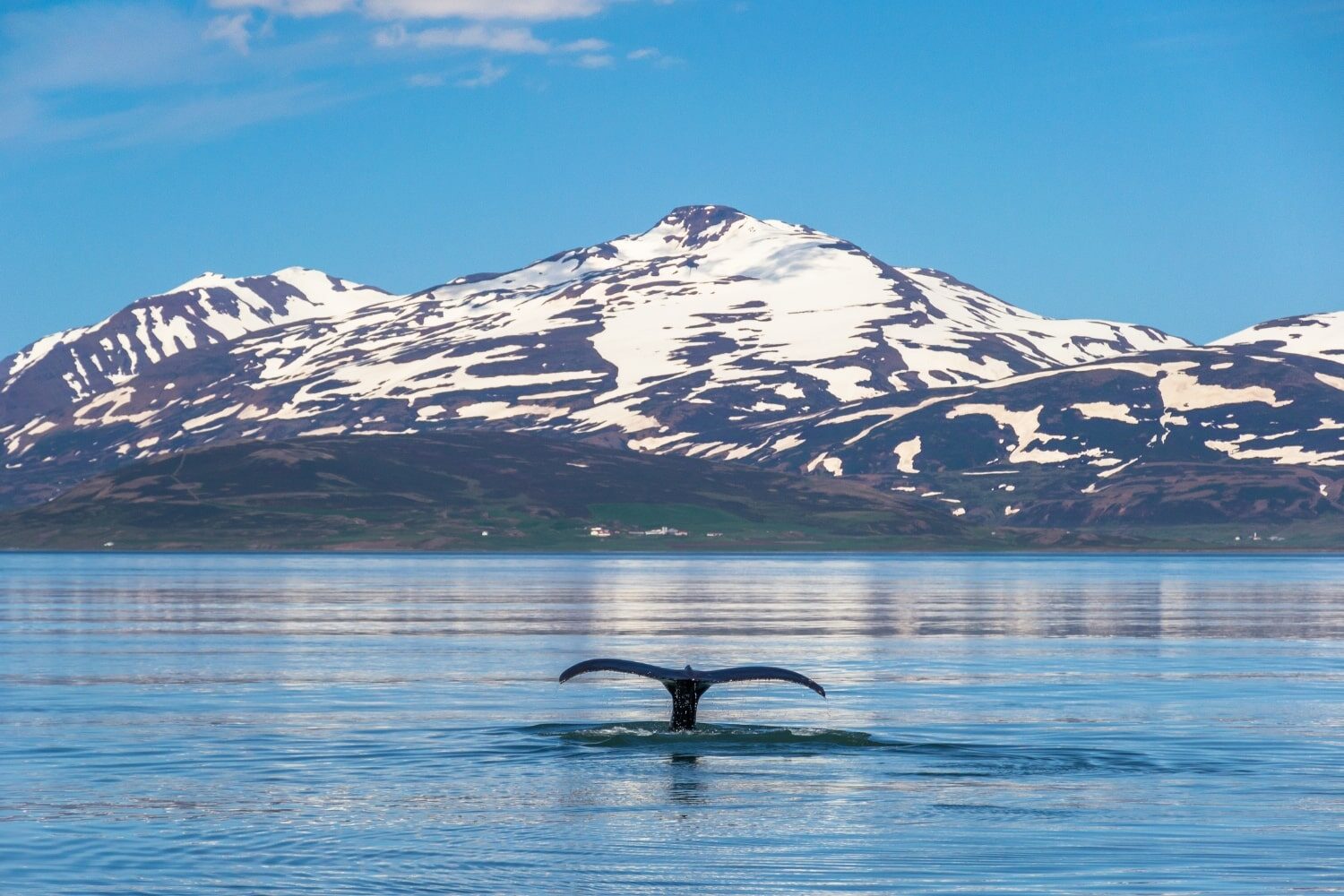 A whale tail breaching the water’s surface in an Icelandic fjord