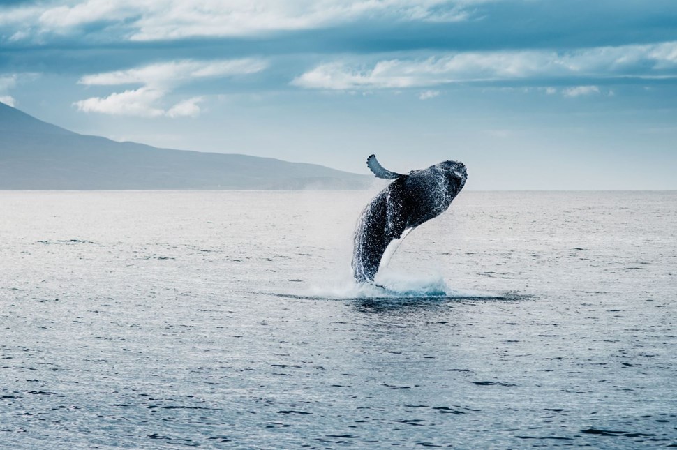 Humpback whale breaching in the waters of Iceland