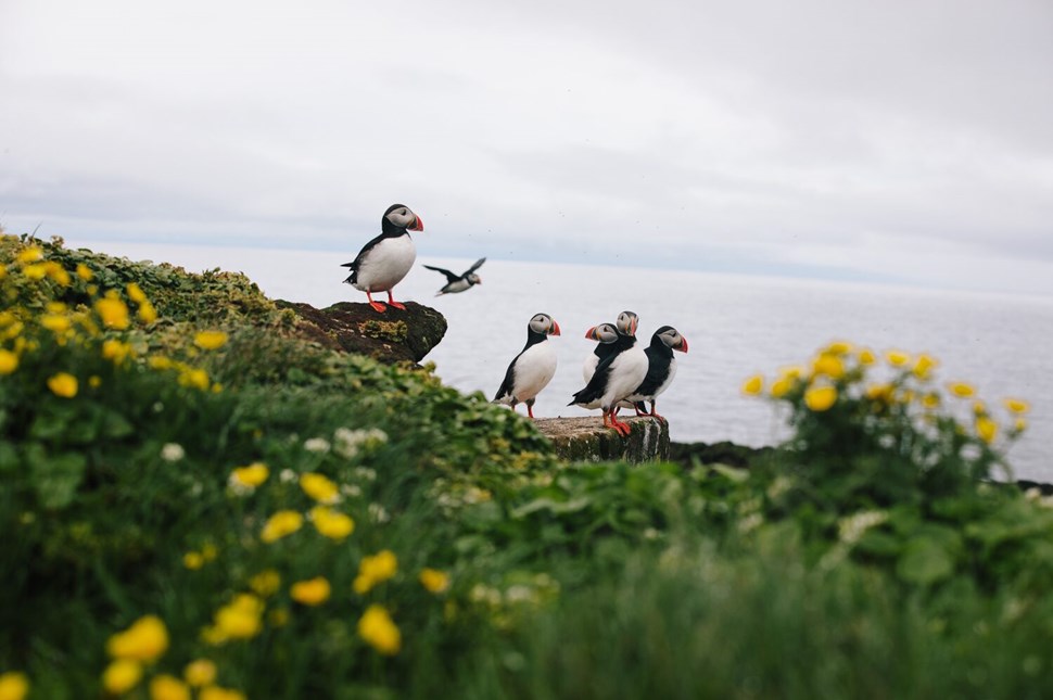 Group of puffins on the cliff