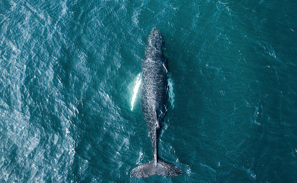 Whale Watching Akureyri Tour