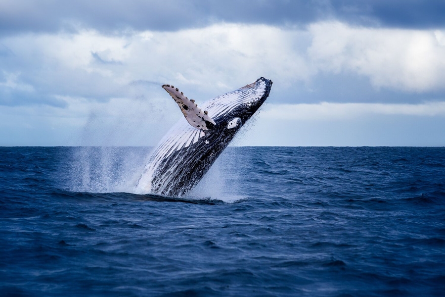 Whale jumping out the blue ocean