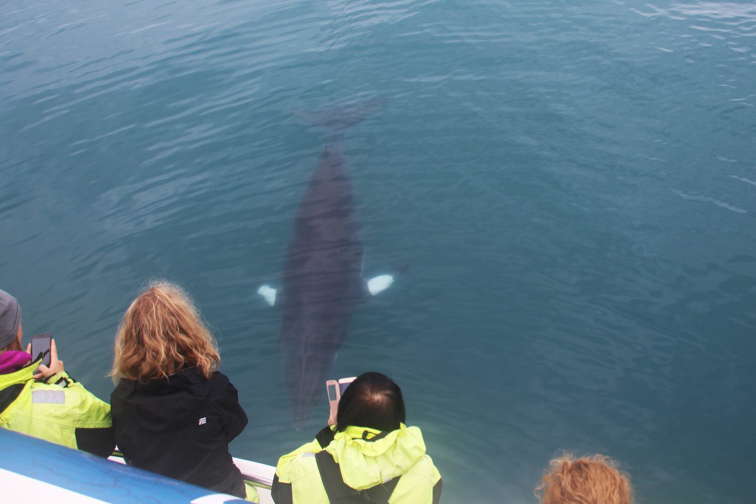 People looking at humpback whale