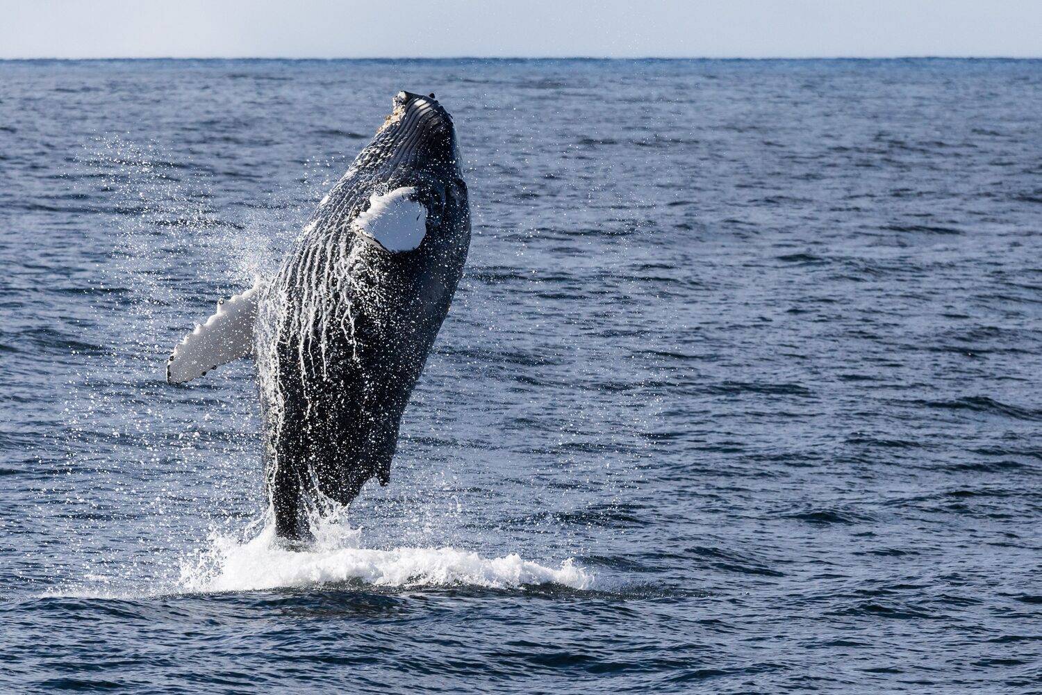 Whale jumping above the ocean