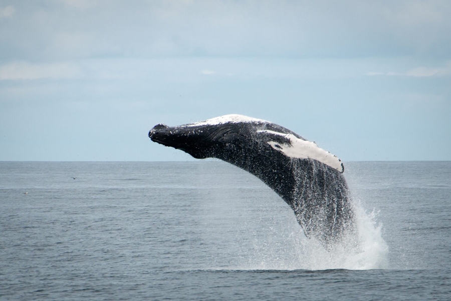 Humpback whale above the ocean