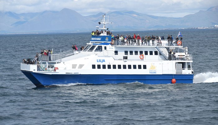 Whale watching tour by boat in Iceland