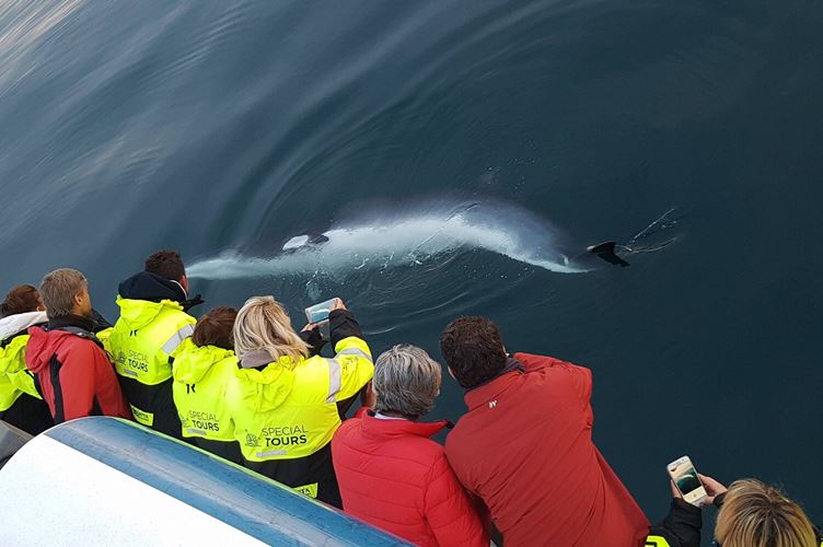 People taking photos of whale in ocean