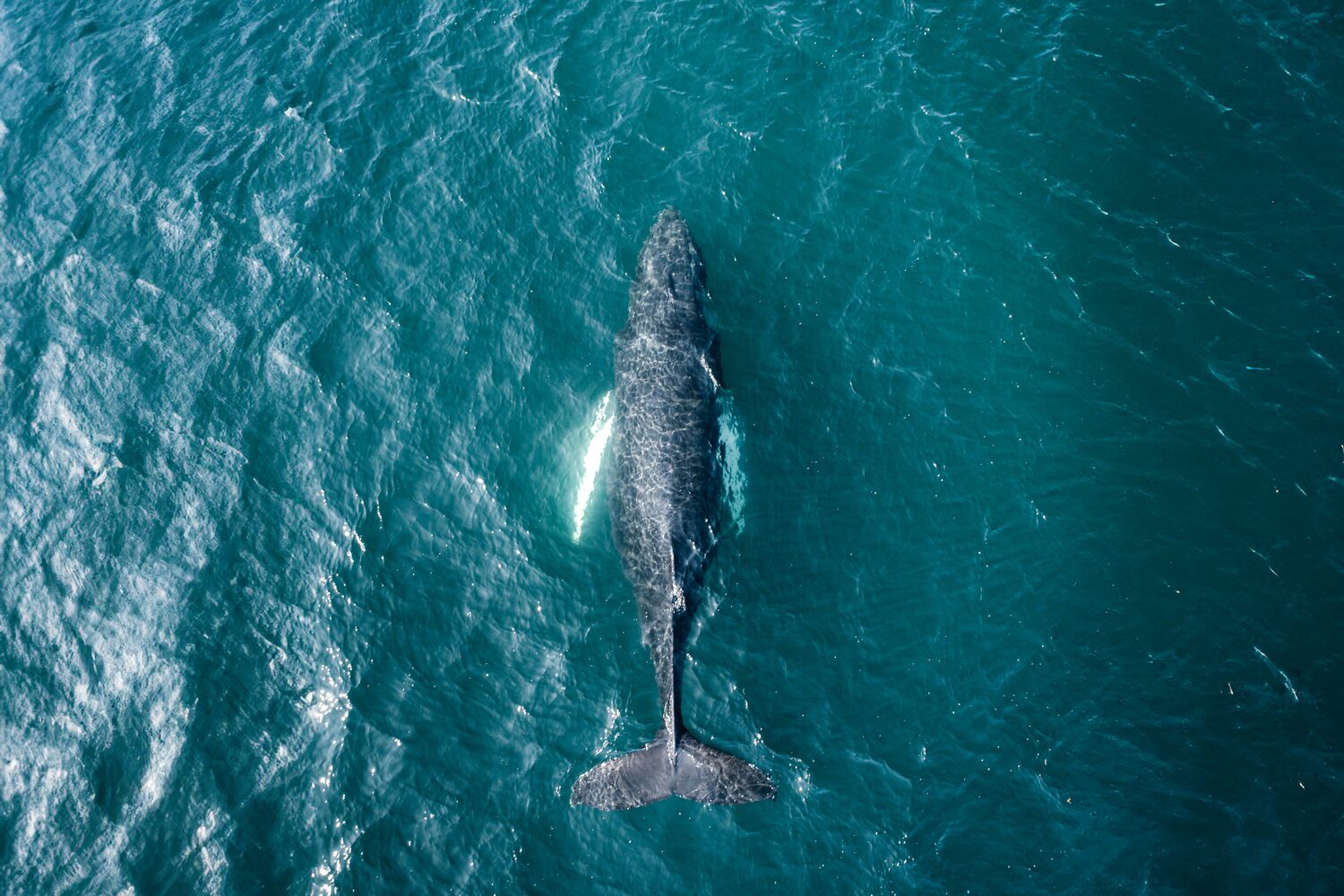 Whale swimming in blue waters