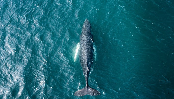 Whale swimming in blue waters