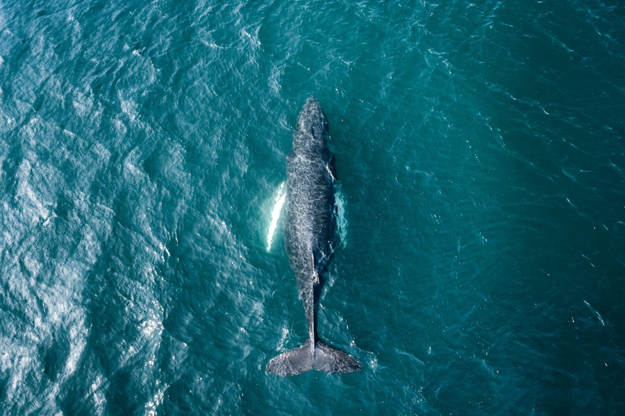Whale swimming in blue waters