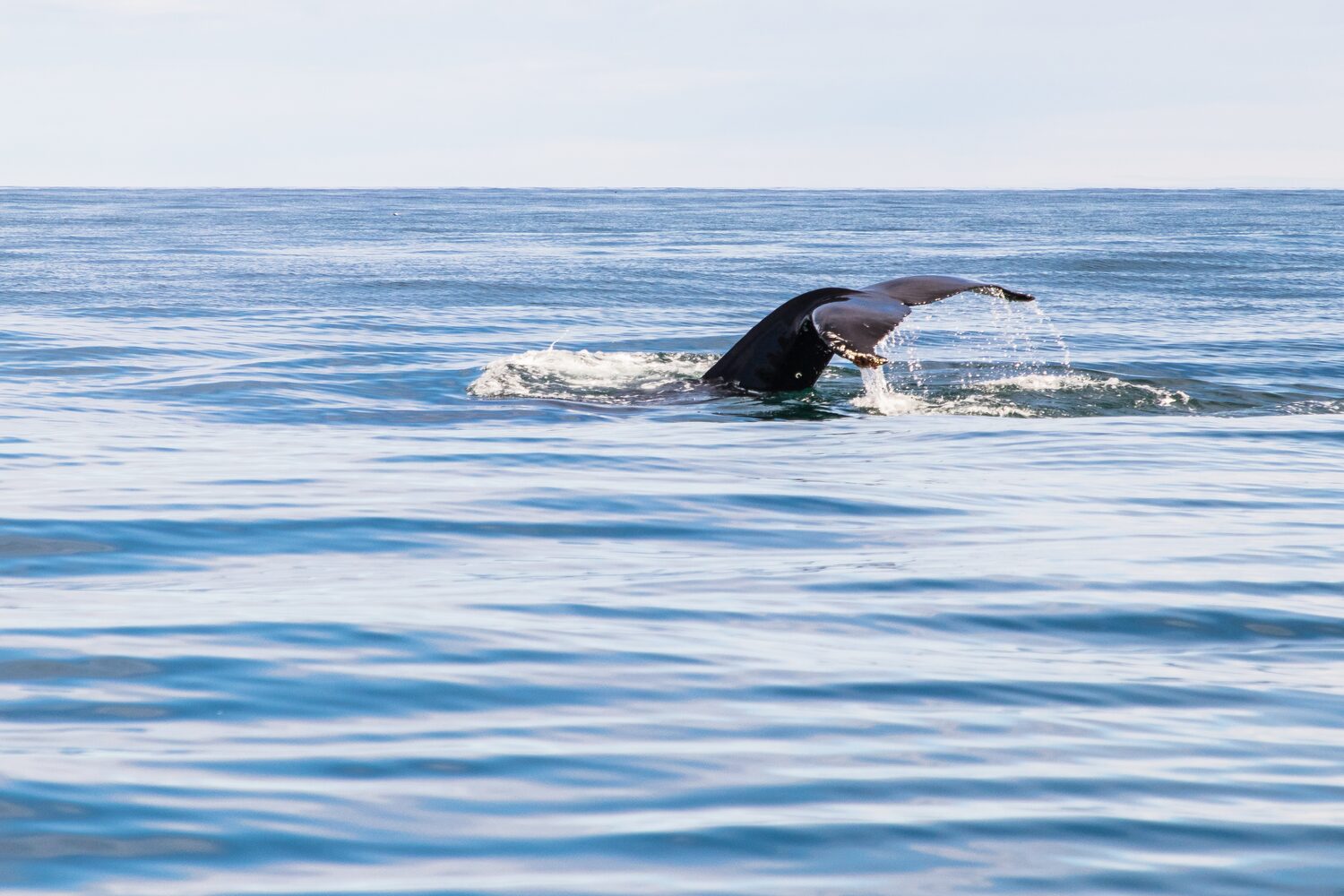 Whale tail above the ocean
