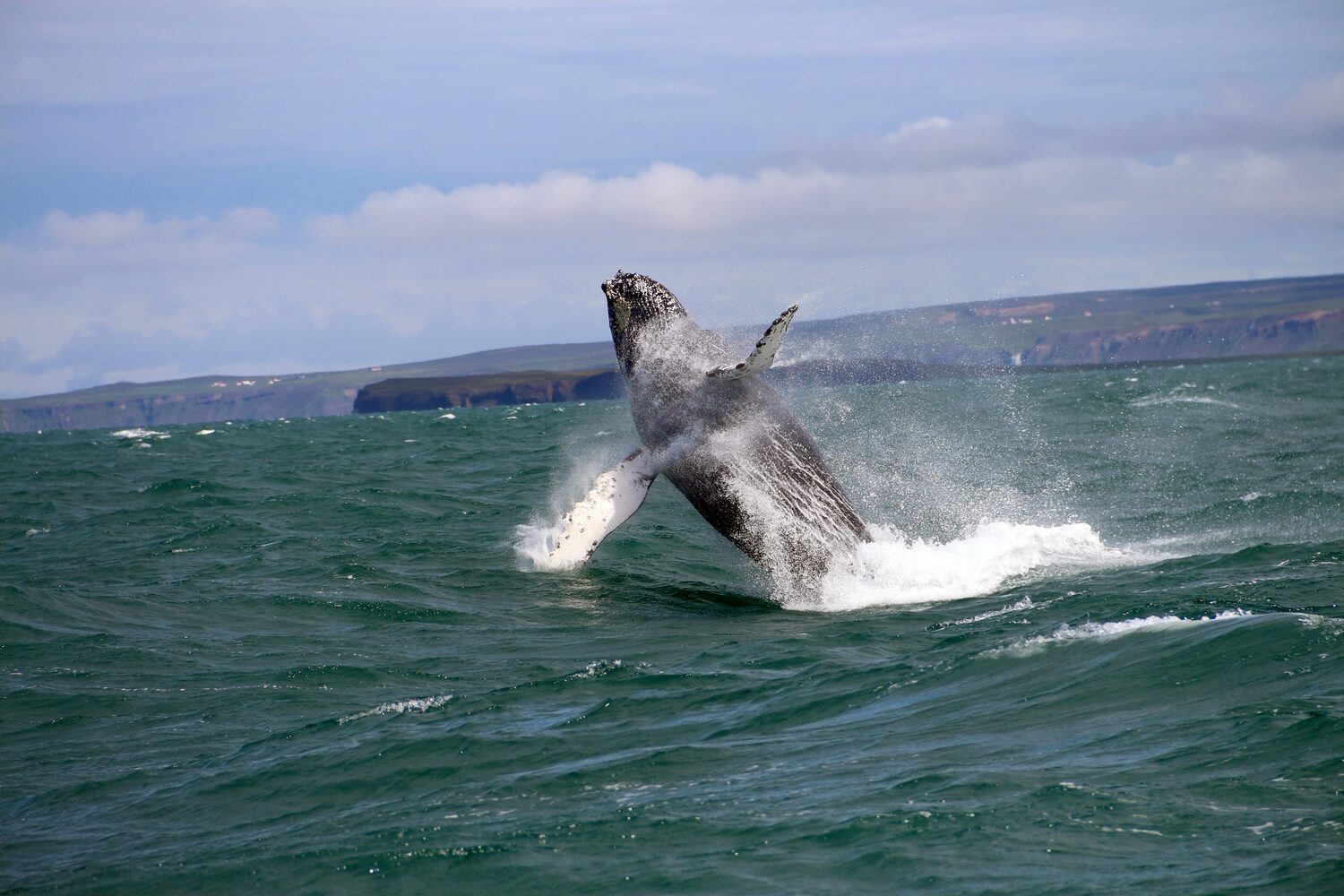 Whale jumps out of the water in Iceland