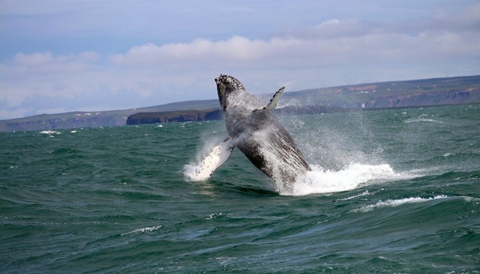 Whale jumps out of the water in Iceland