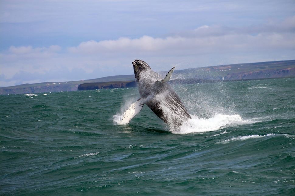 Whale jumps out of the water in Iceland
