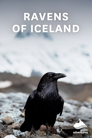 Raven in Iceland