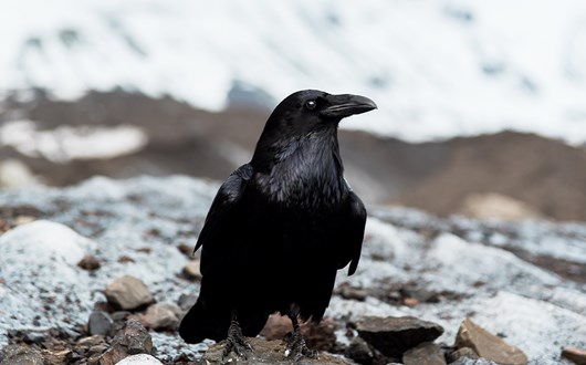 Ravens in Iceland