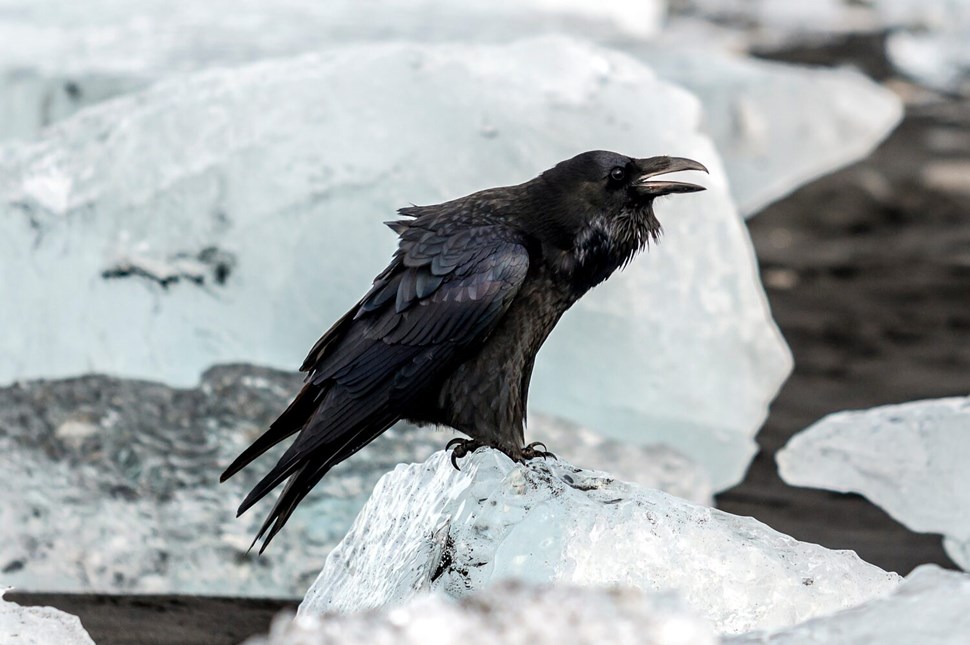 Black crow sitting on ice