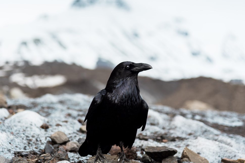 Black raven on ground in Iceland