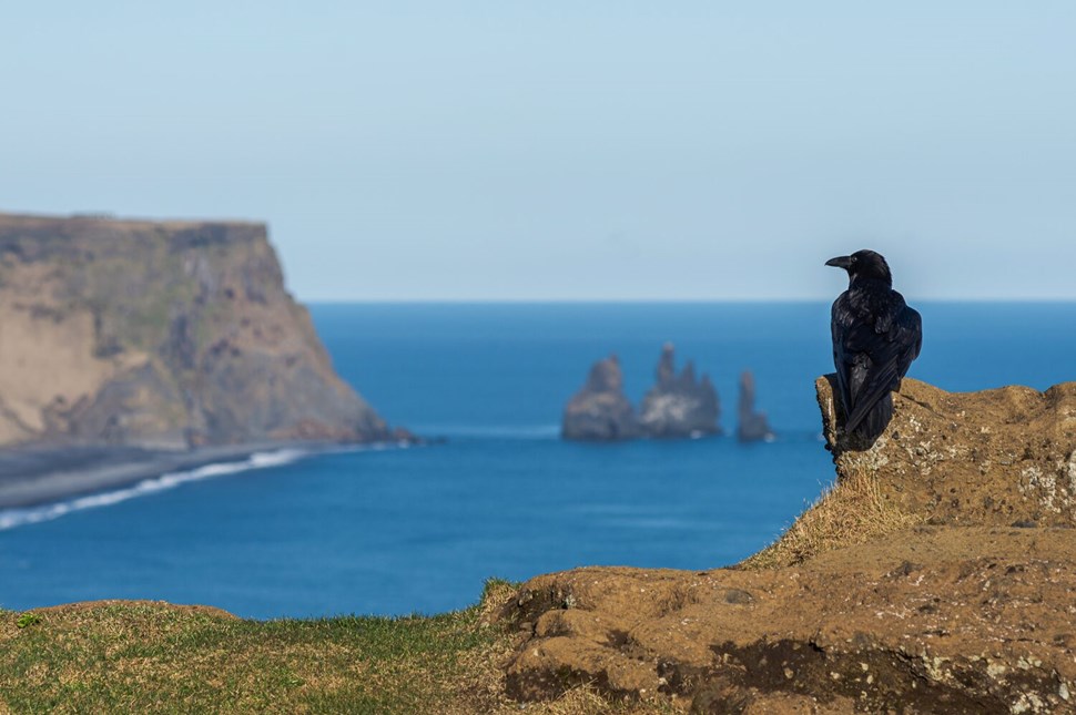 Black raven on cliff in Iceland