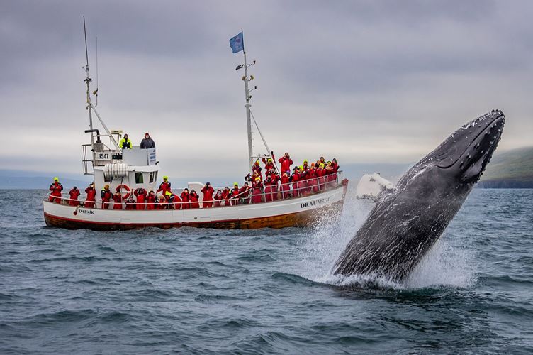 Whale jumping near the tour boat