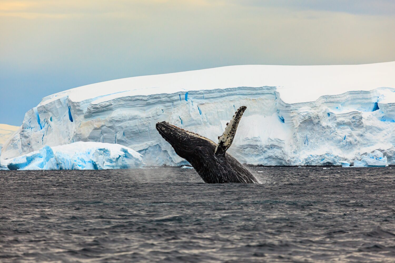 Humpback whale surfacing spectacularly