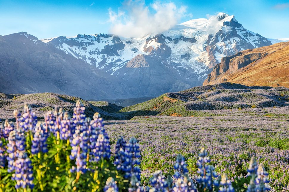 Lupine flowers on backdrop of snowy mountains
