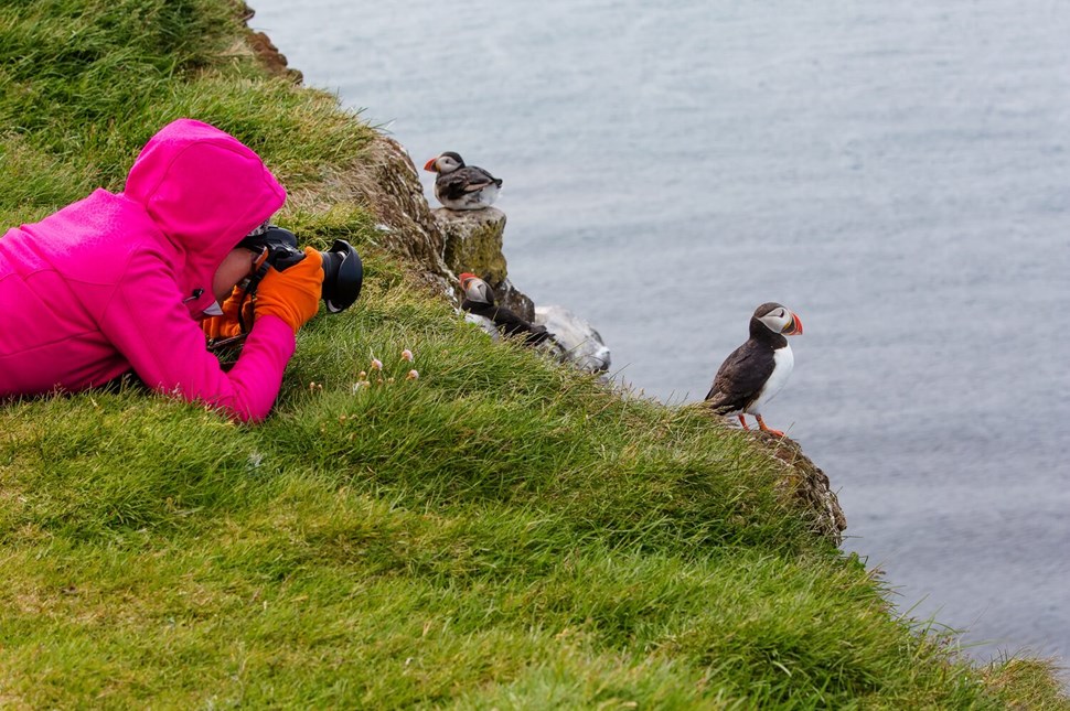 Person photographing puffins up close
