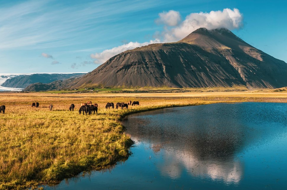 Sunny Icelandic landscape with roaming horses