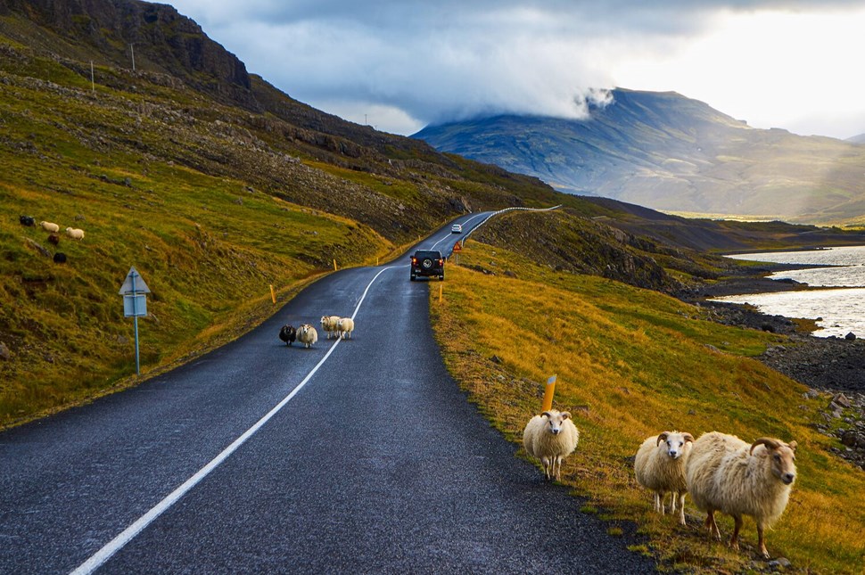 Cars driving on road through green, mossy hills with white and black sheep walking in groups, cloudy mountains in the backgronud