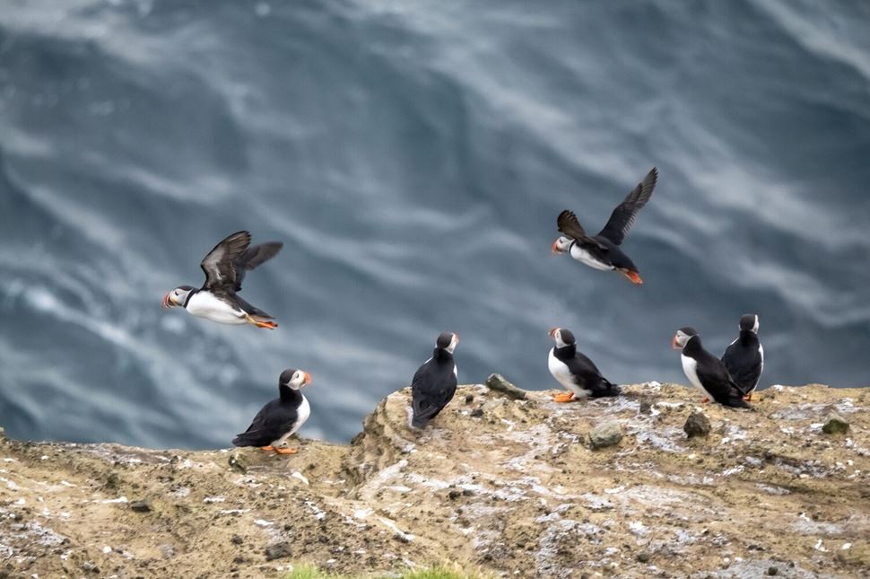 Puffins flying Westmann Atlantic puffin colonies on the cliffs of Storhofdi, Vestmannaeyjar (Westman Islands) off the south coast of Iceland