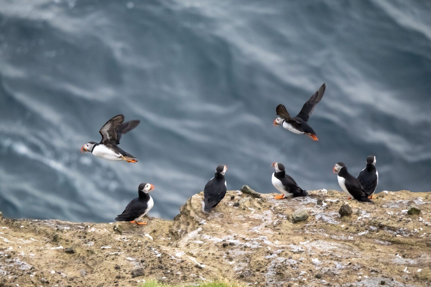 Atlantic puffin colonies on the cliffs of Storhofdi, Vestmannaeyjar (Westman Islands) off the south coast of Iceland