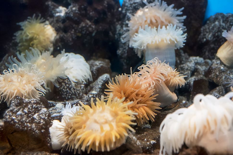 Saeheimer aquarium Saeheimer natural history museum and aquarium, Iceland