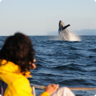 Whale Watching Tours