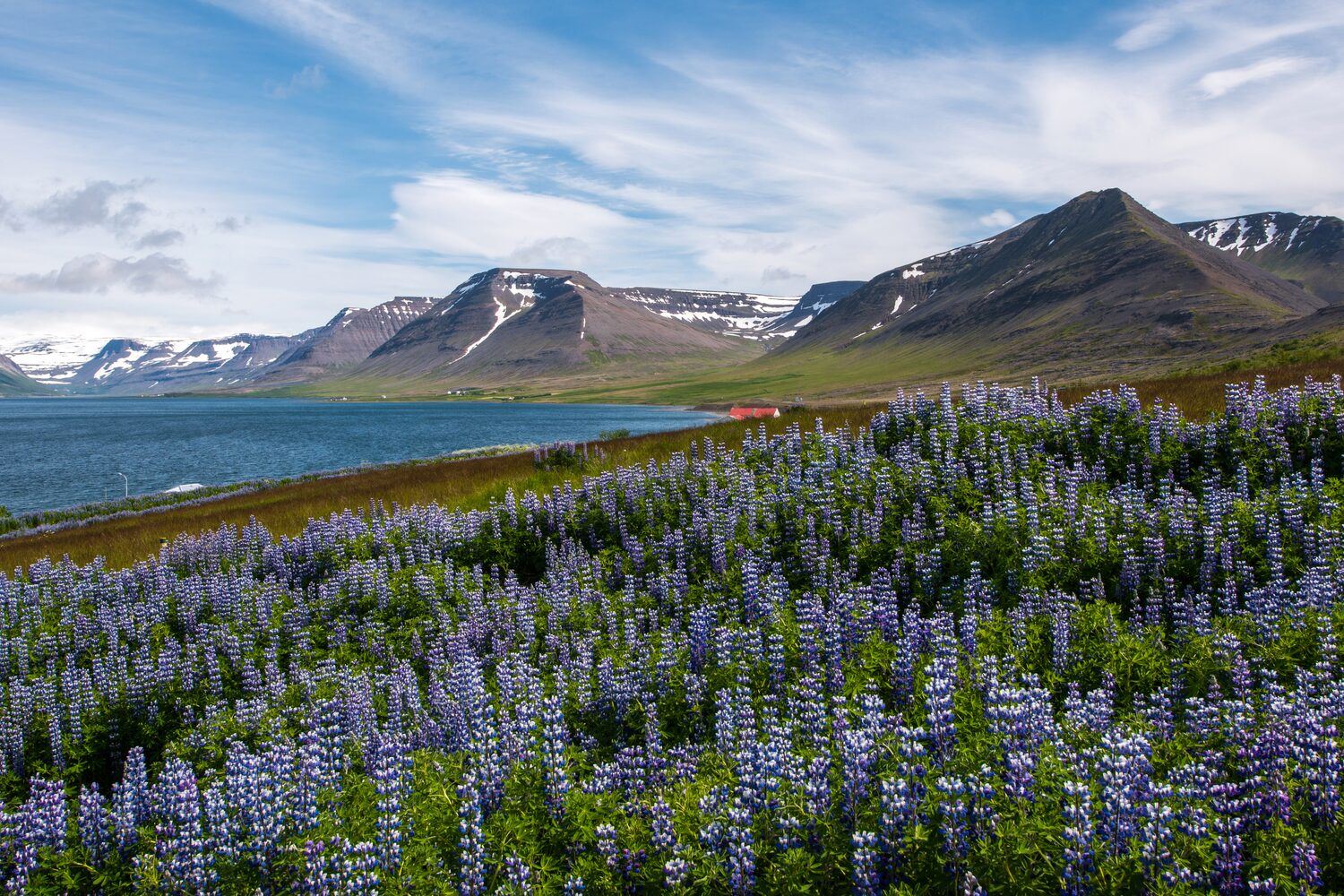Field of purple flowers all bloomed, with snow covered mountains in background, in Westfjords, Iceland.