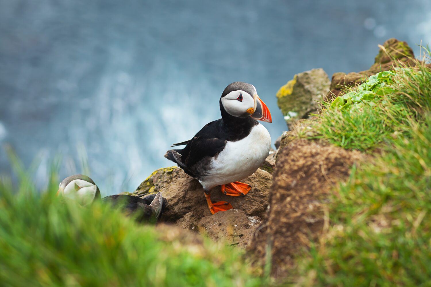 Puffin resting on edge of green cliff, in summer in Iceland.